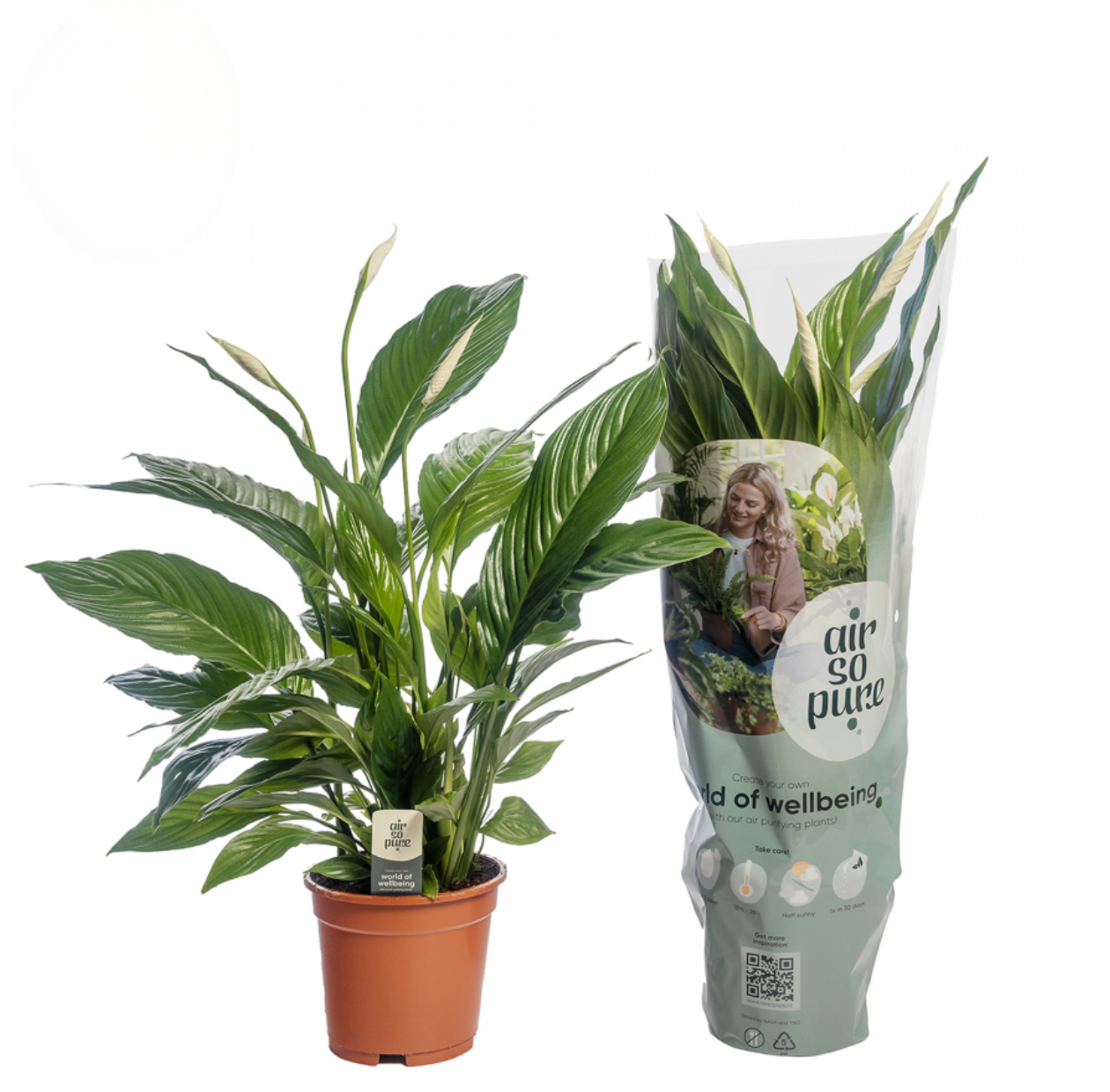 Spathiphyllum