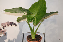 Cargar imagen en el visor de la galería, Alocasia