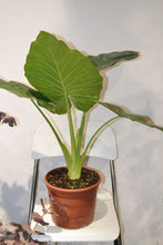 Cargar imagen en el visor de la galería, Alocasia