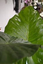 Cargar imagen en el visor de la galería, Alocasia