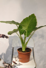 Cargar imagen en el visor de la galería, Alocasia
