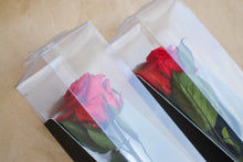 Cargar imagen en el visor de la galería, Rosa Eterna Estoig