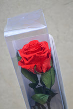 Cargar imagen en el visor de la galería, Rosa Eterna Estoig