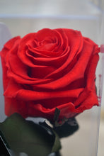 Cargar imagen en el visor de la galería, Rosa Eterna Estoig