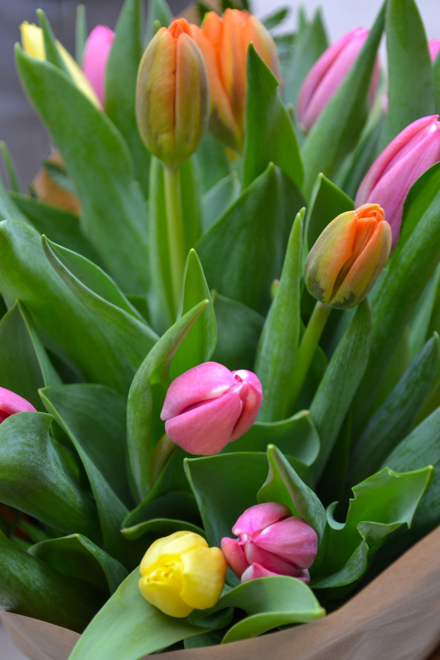 Ram Tulipes - Amsterdam