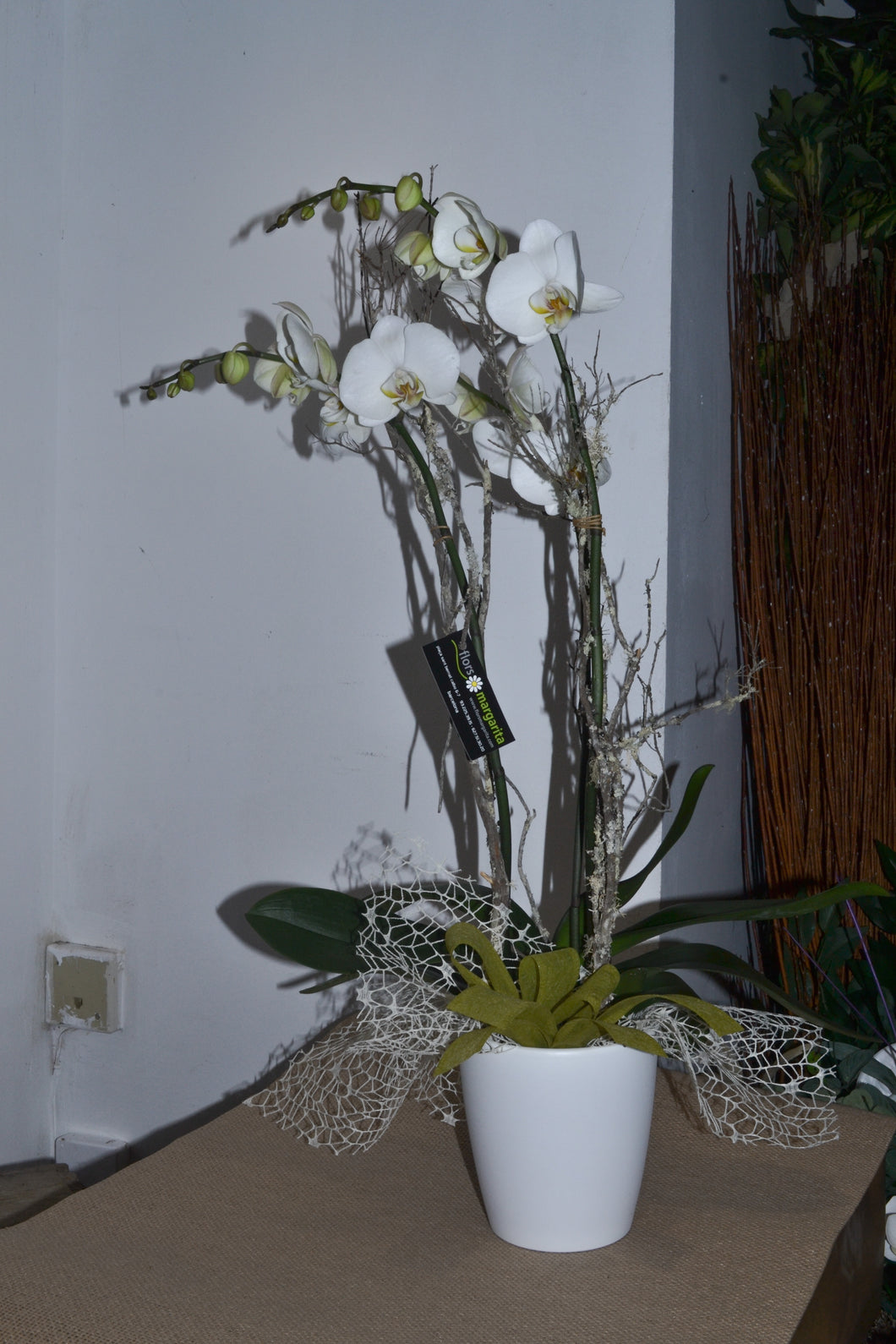 Orquídea con maceta decorativa