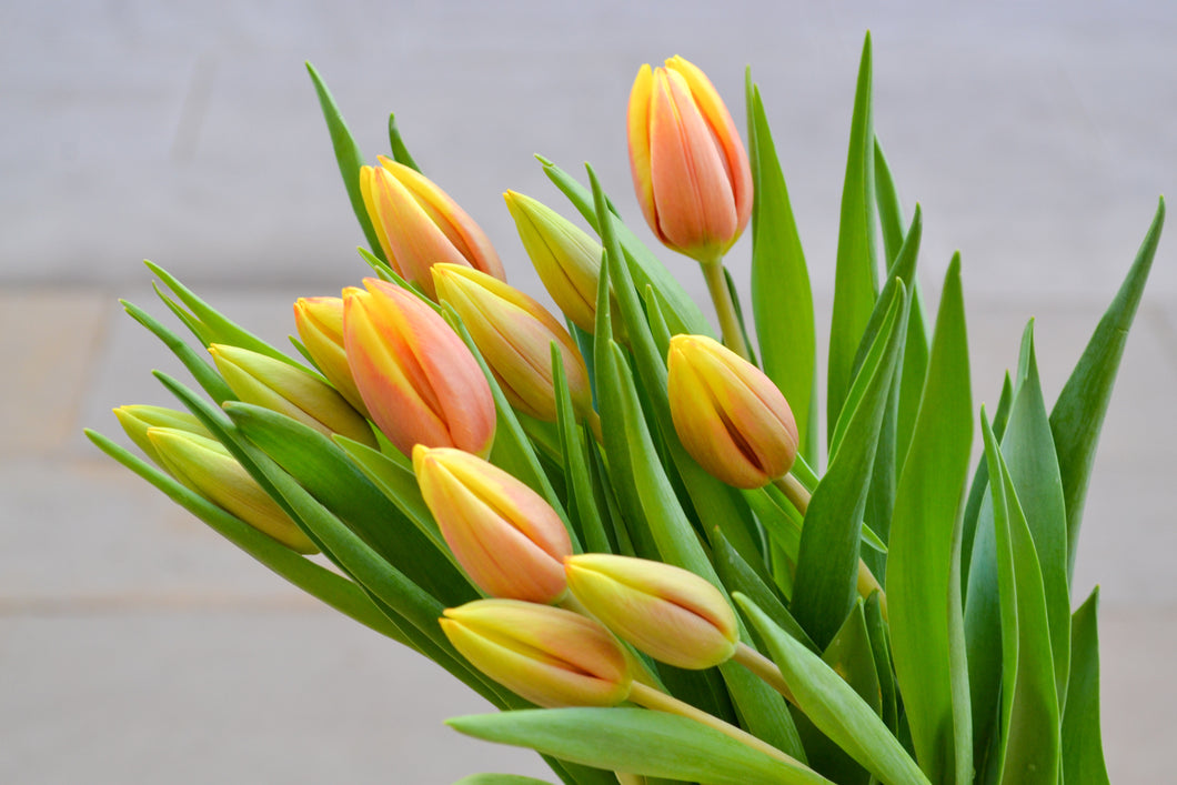 Pomo de tulipanes