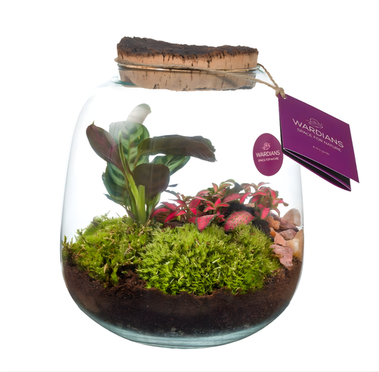 Terrari — Eden Premium