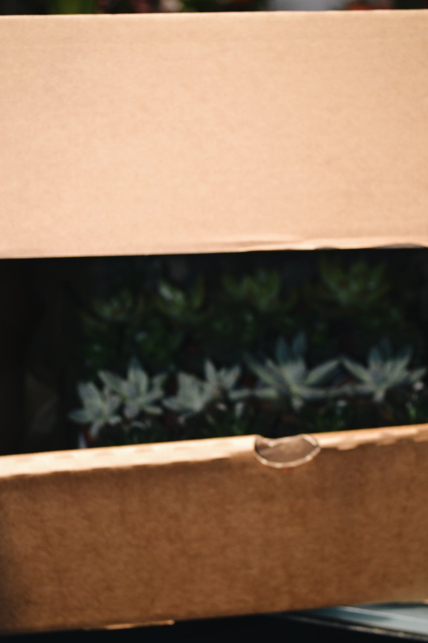 Pack Cactus