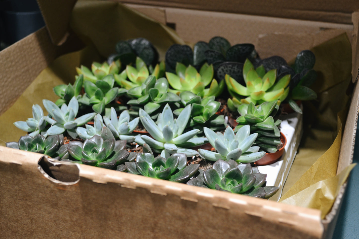 Pack Cactus