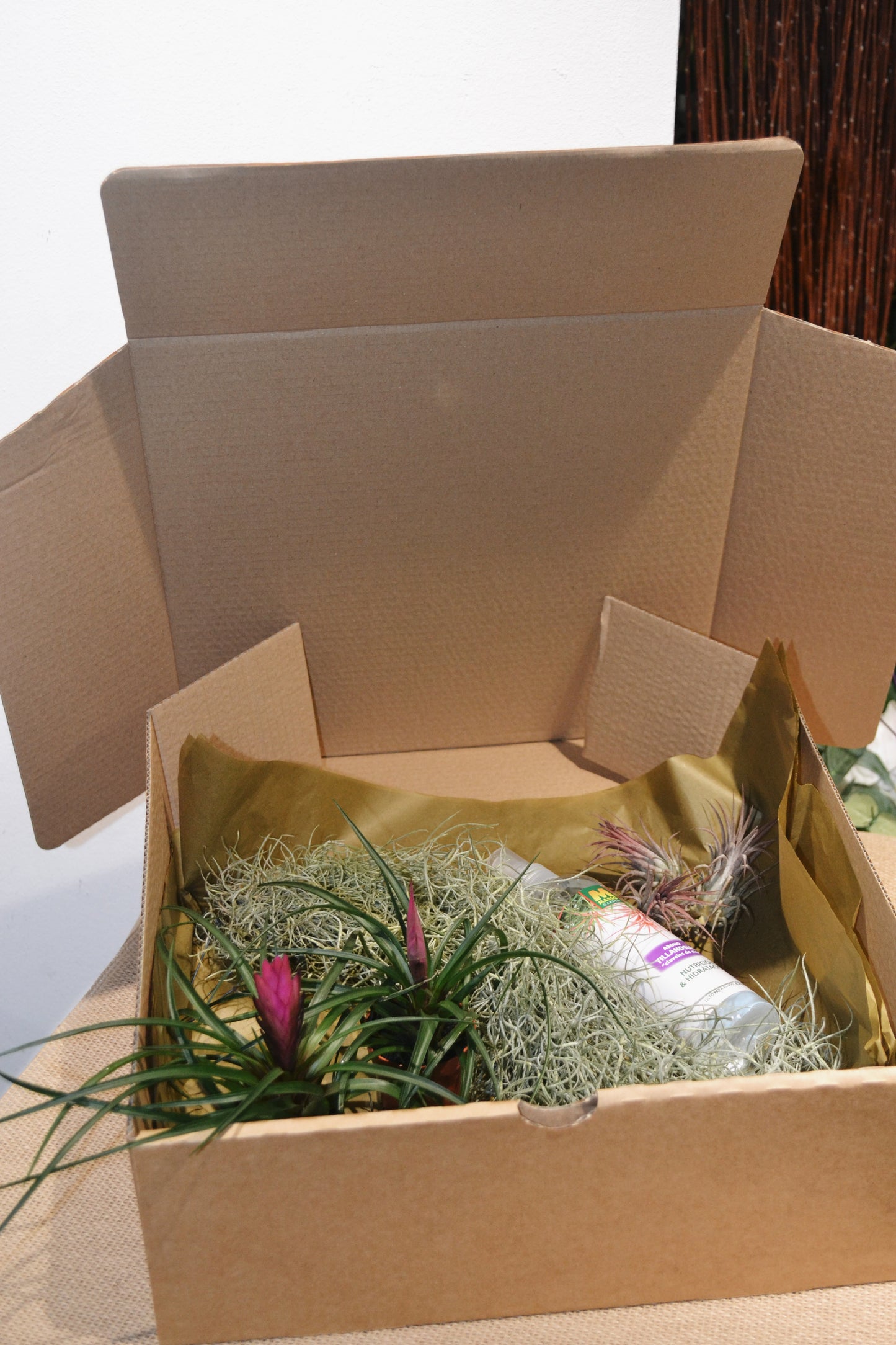 Pack Tillandsia