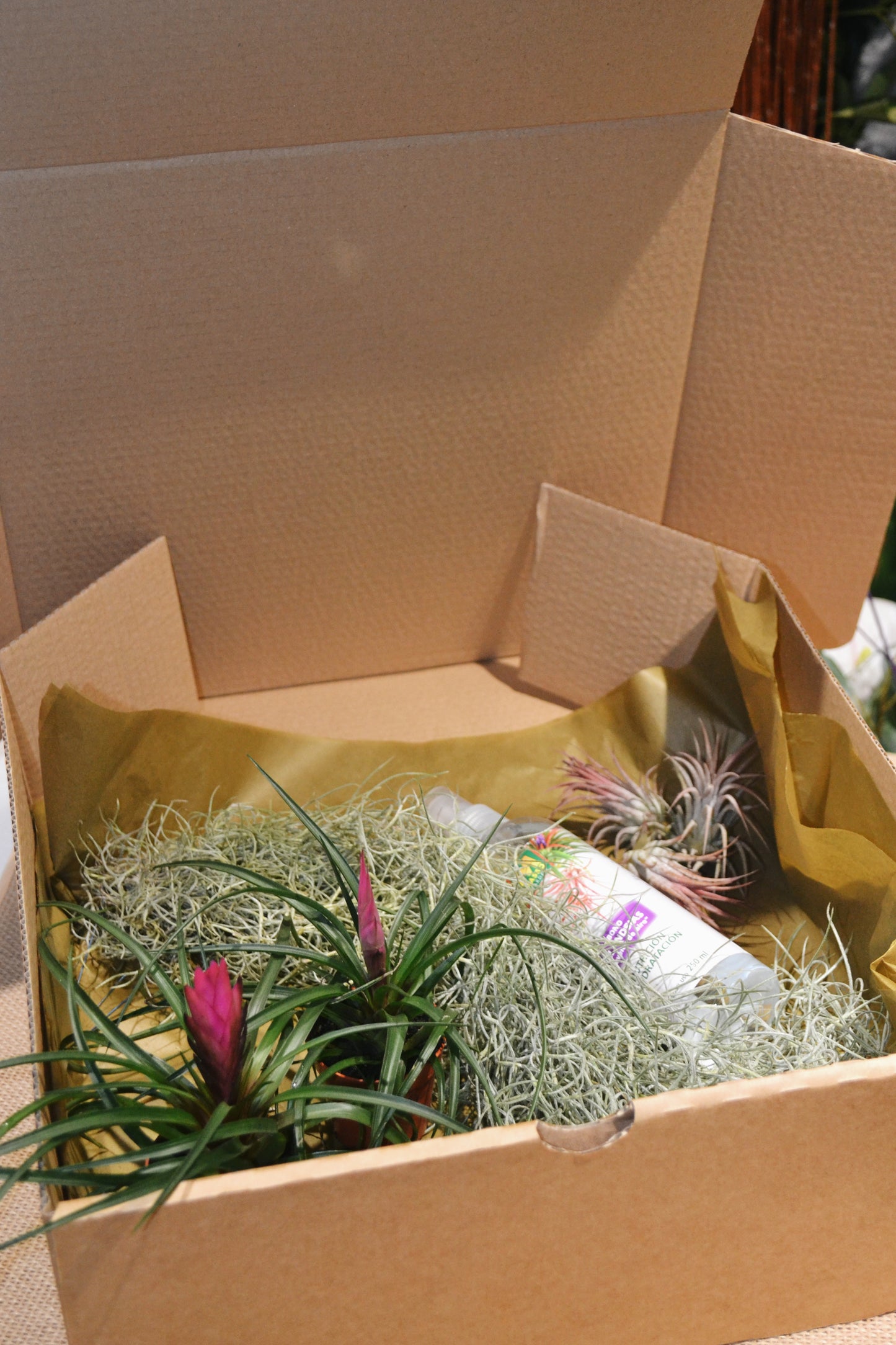 Pack Tillandsia