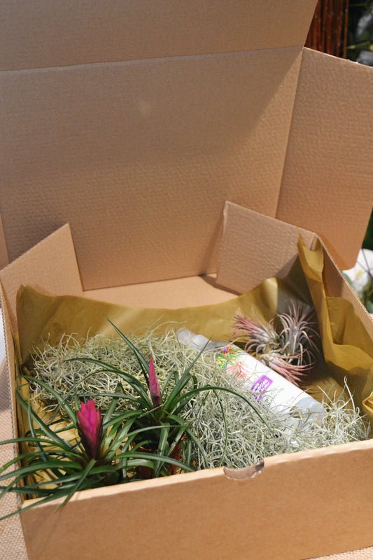 Pack Tillandsia