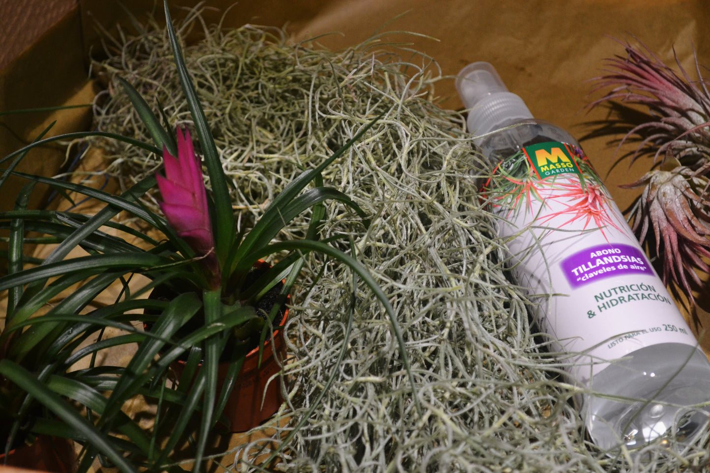 Pack Tillandsia