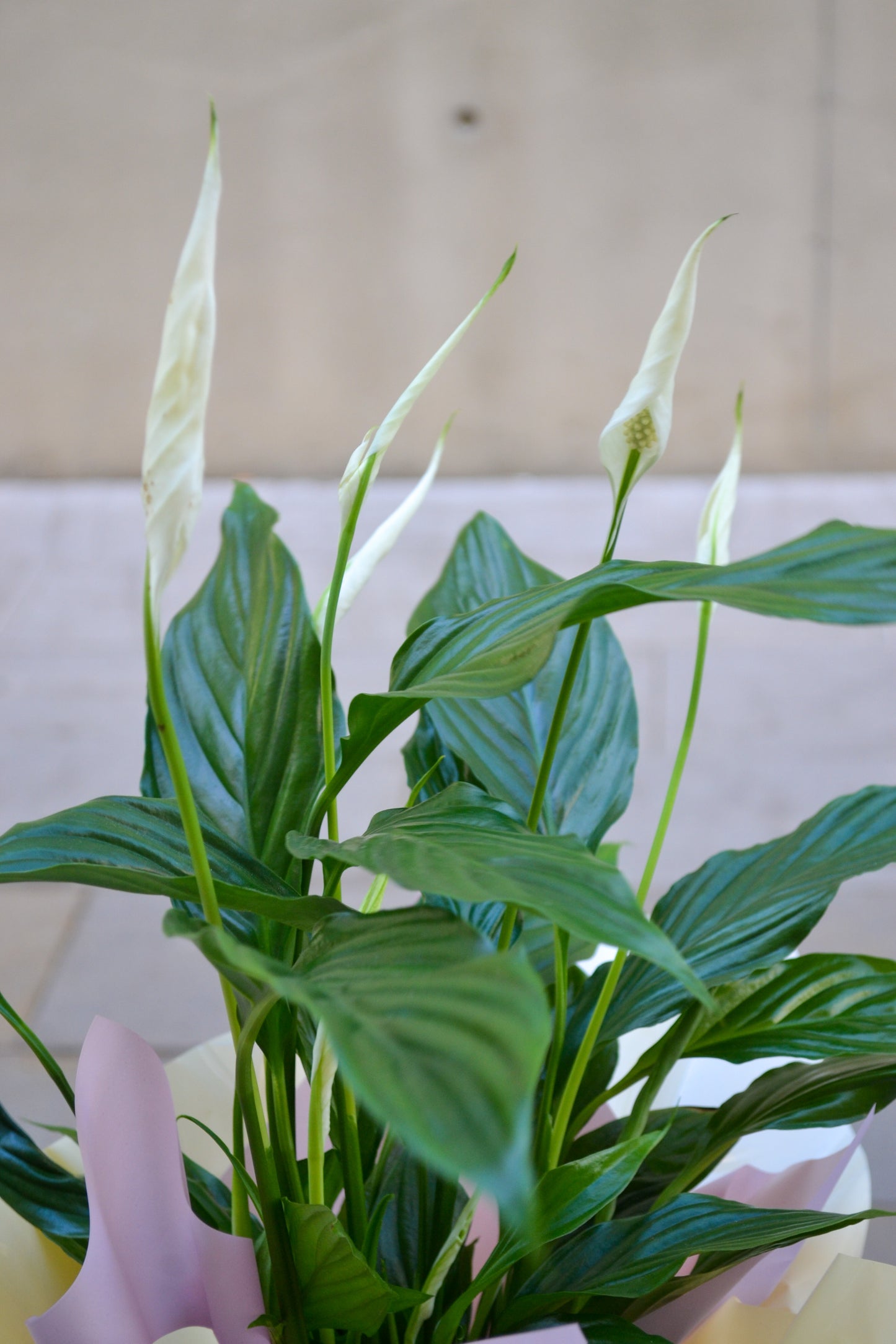 Spathiphyllum