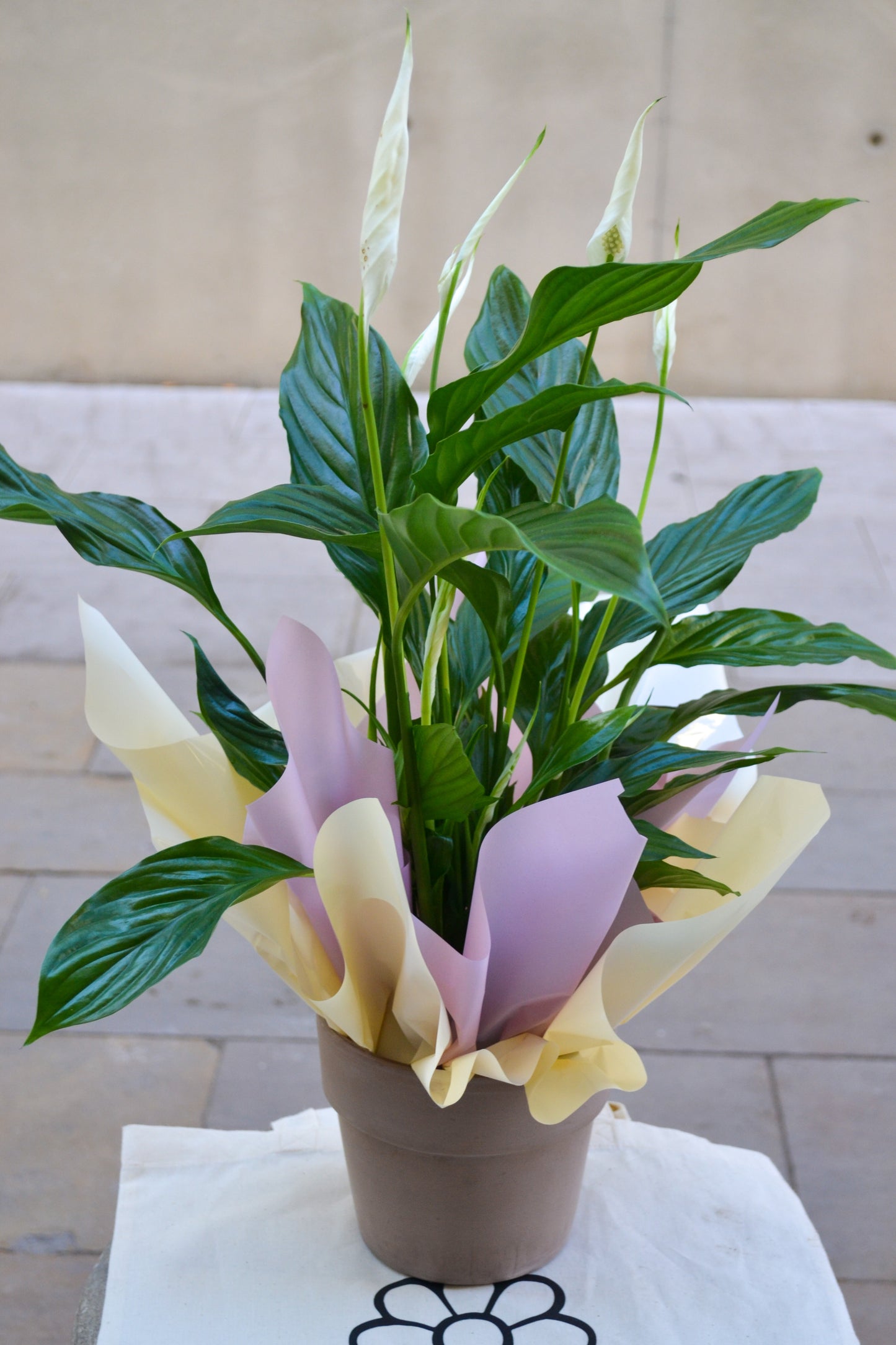 Spathiphyllum