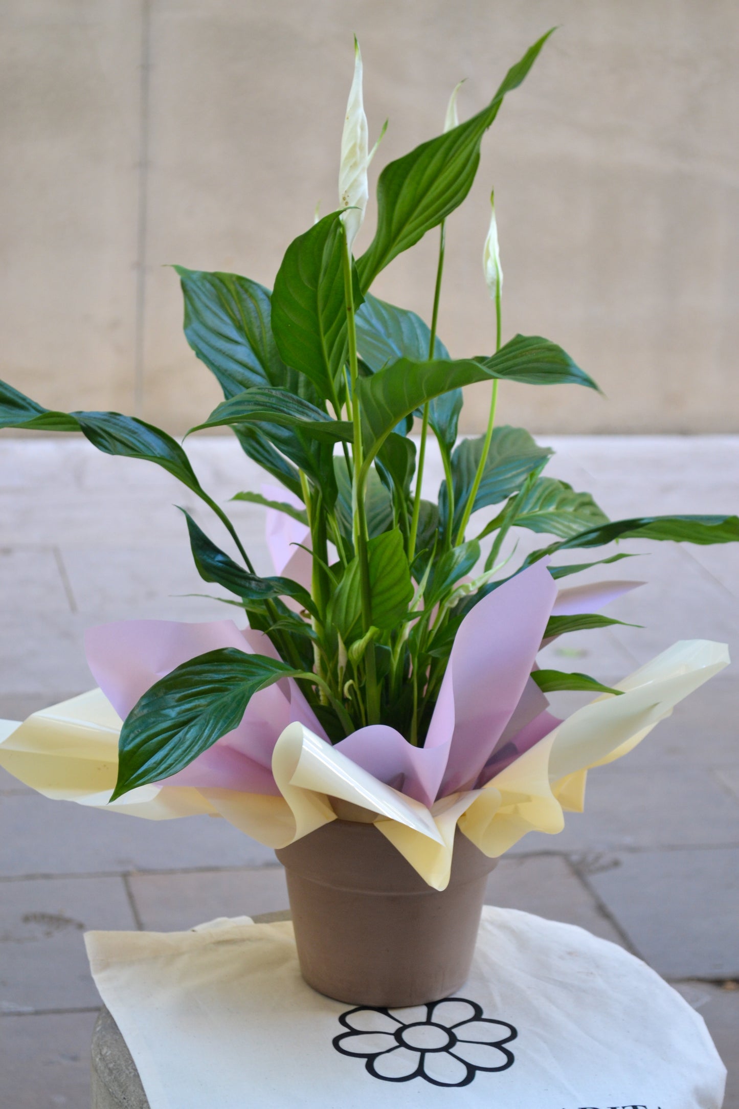 Spathiphyllum