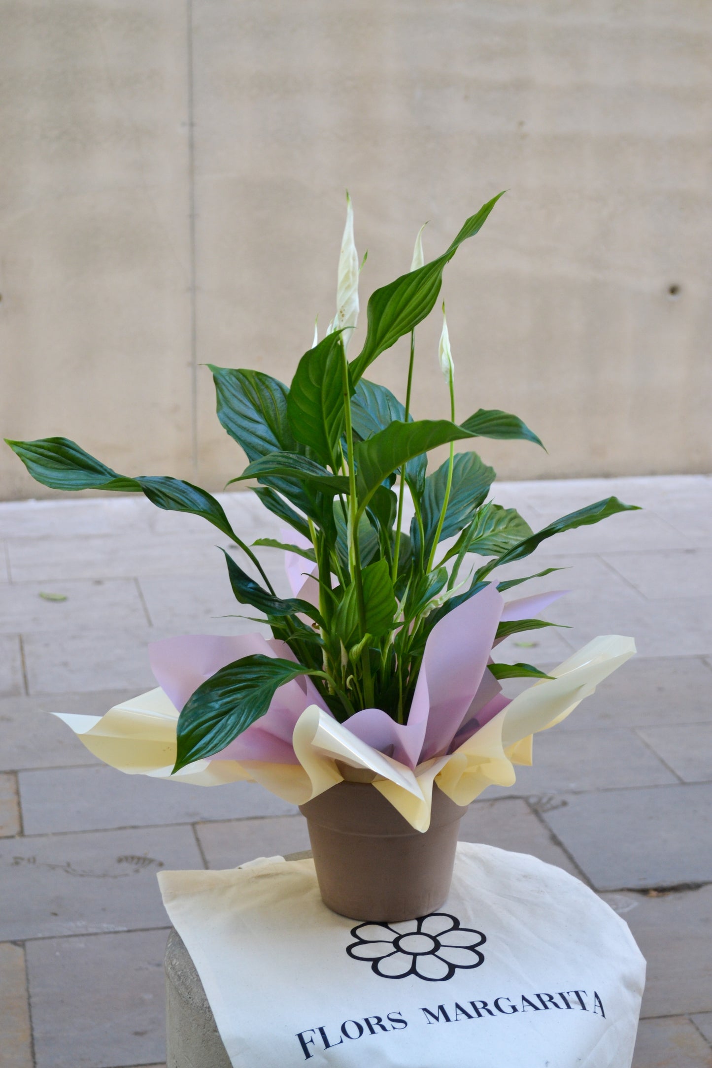 Spathiphyllum