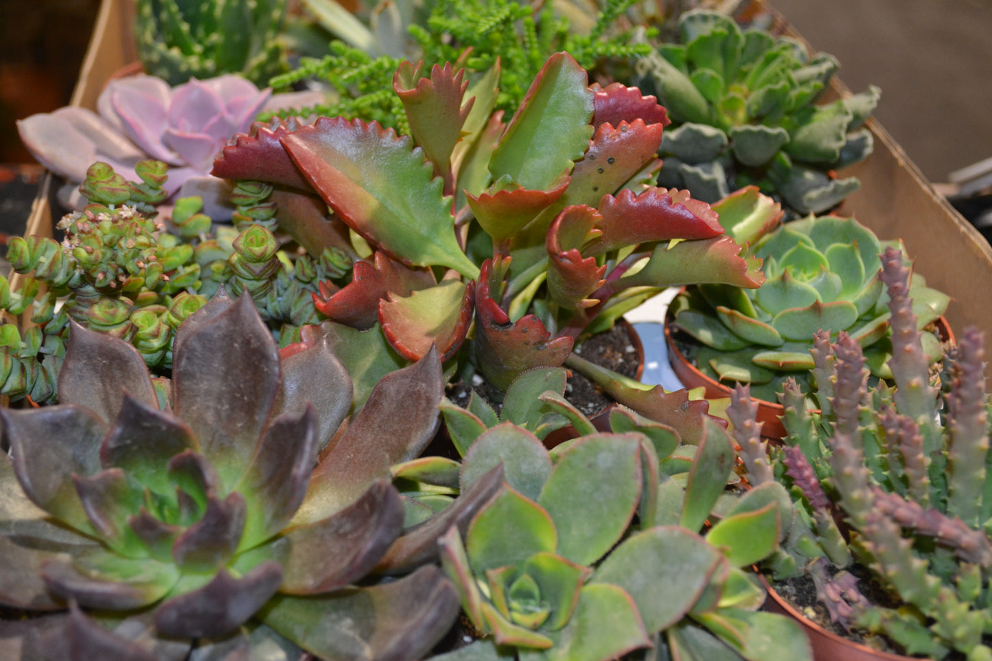 Pack Cactus