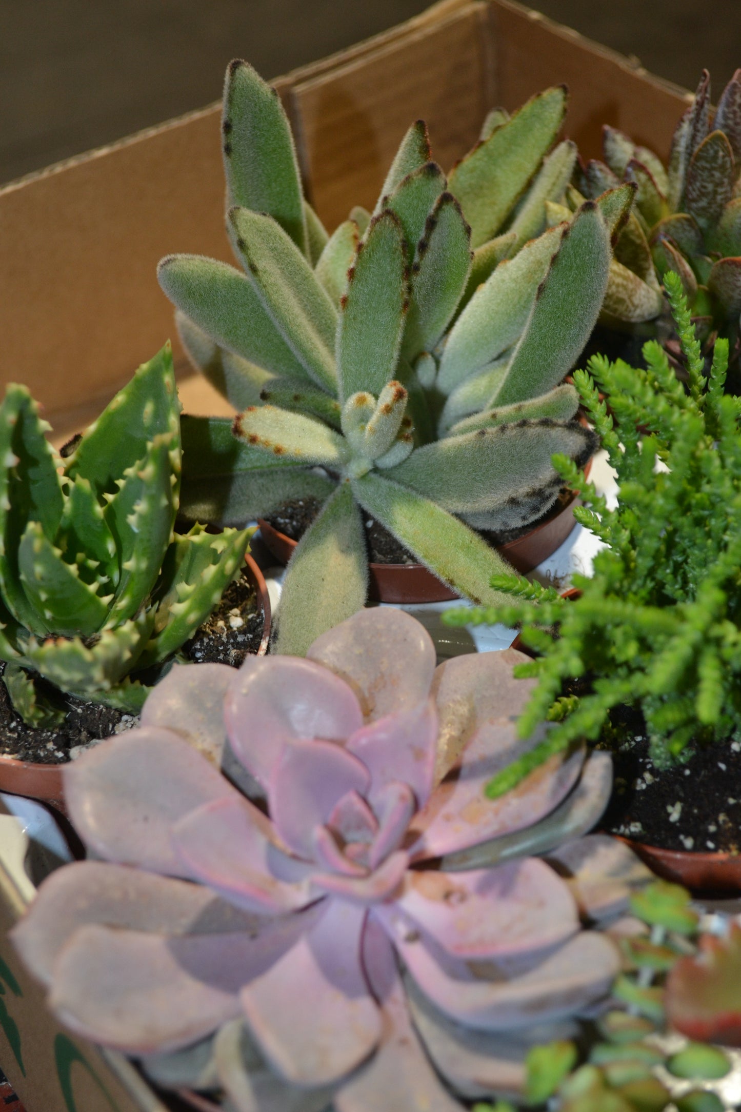 Pack Cactus