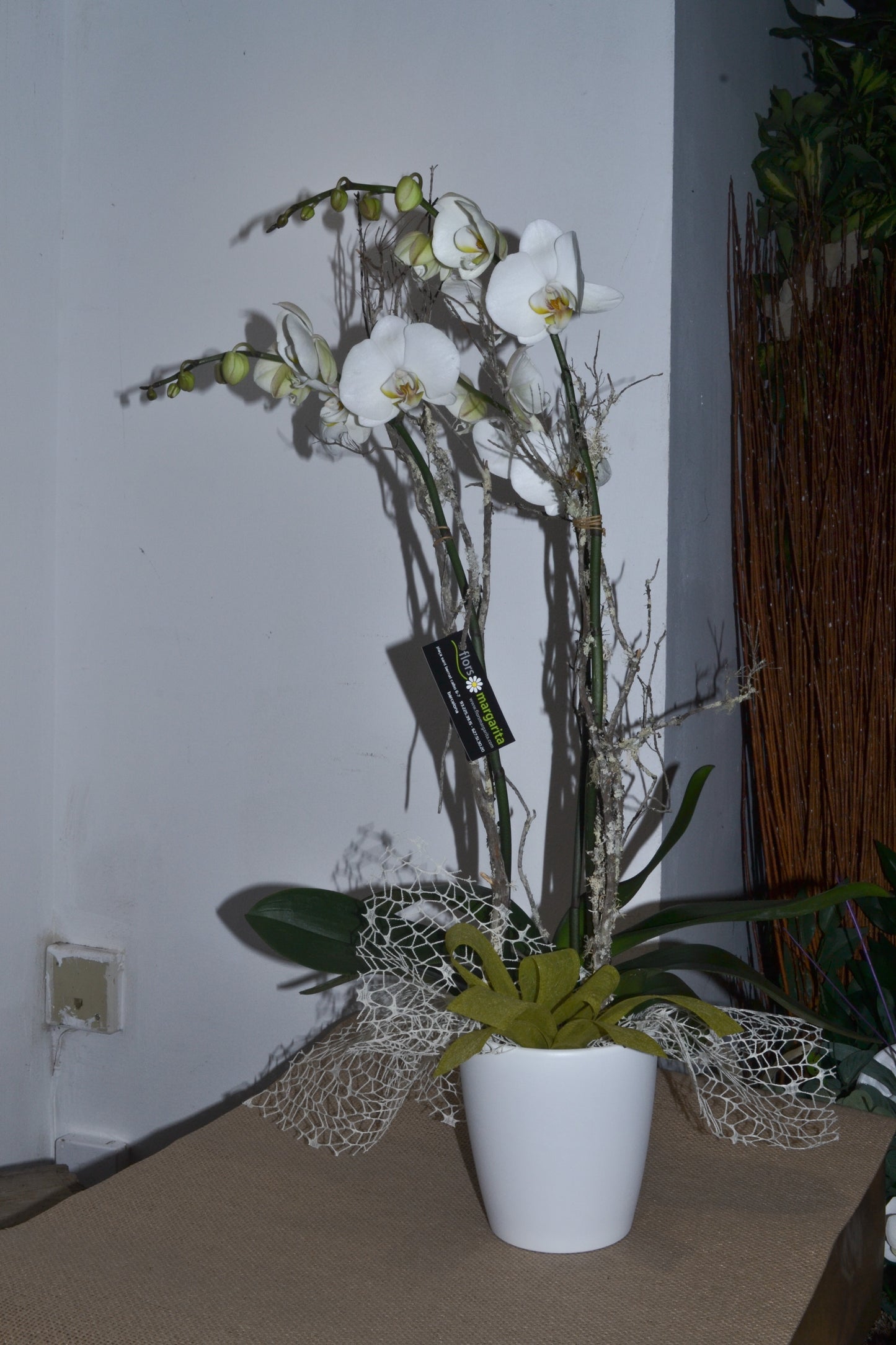 Orquídia amb test decoratiu