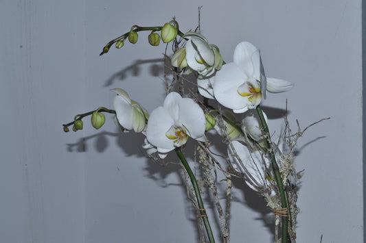 Orquídia amb test decoratiu