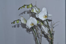 Cargar imagen en el visor de la galería, Orquídea con maceta decorativa
