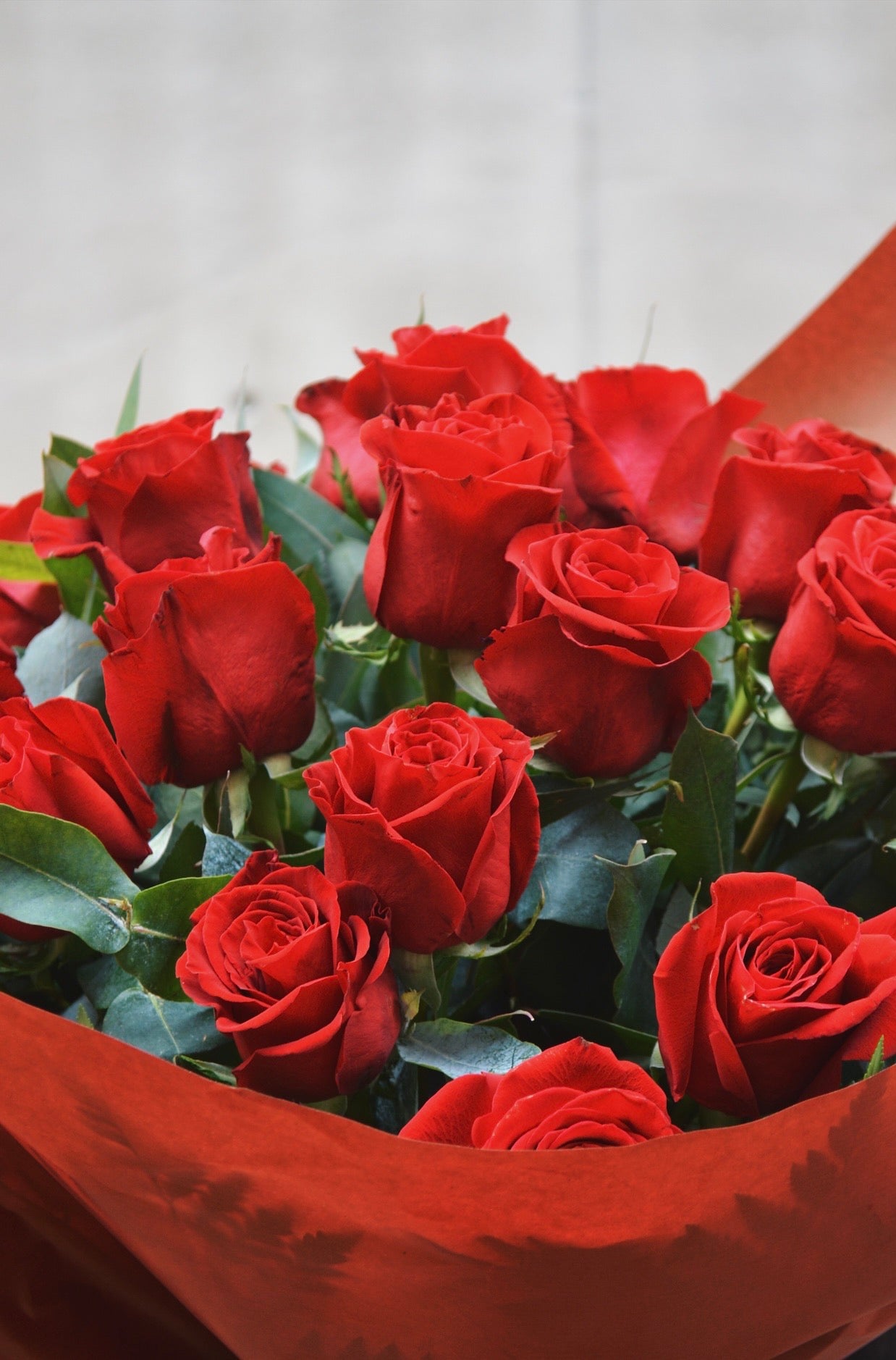 Roses Signature 12 & 24