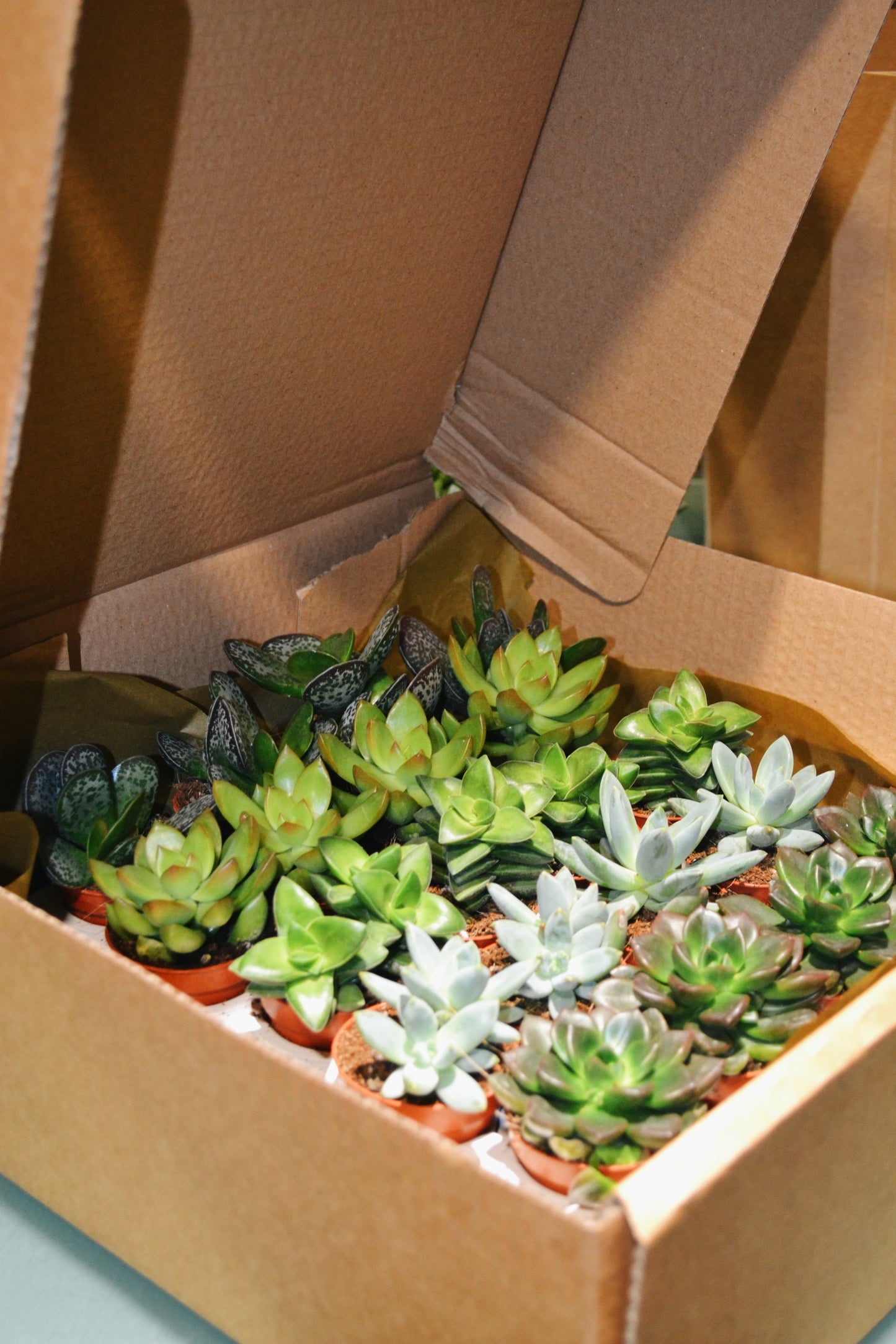 Pack Cactus