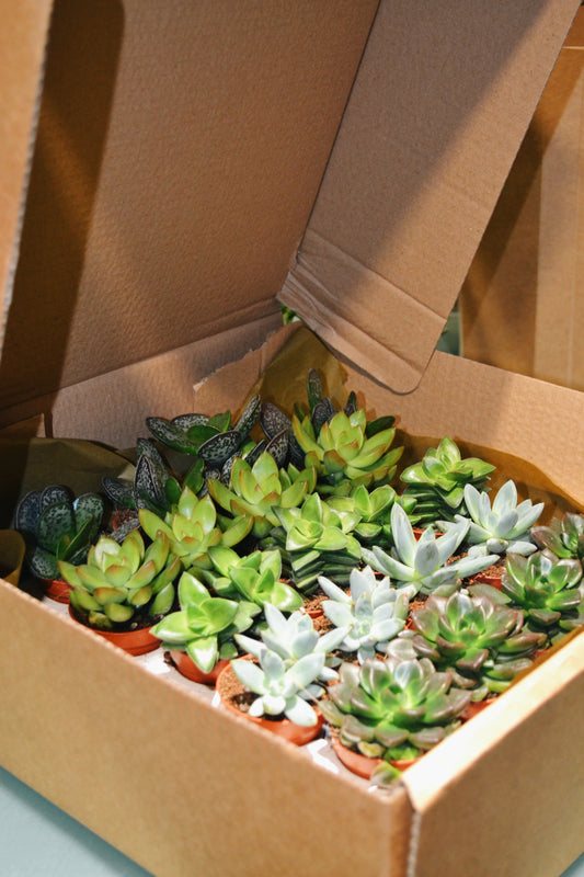 Pack Cactus