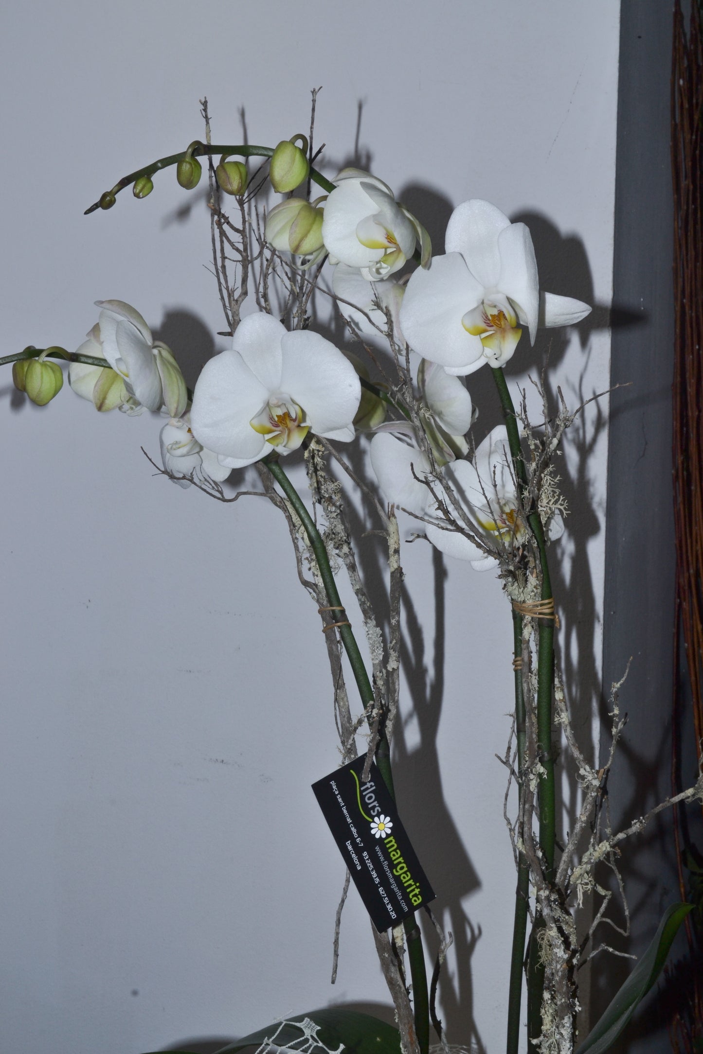 Orquídia amb test decoratiu