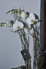 Cargar imagen en el visor de la galería, Orquídea con maceta decorativa

